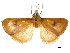  ( - CCDB-32976-G01)  @11 [ ] CreativeCommons - Attribution (2019) CBG Photography Group Centre for Biodiversity Genomics