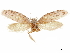  (Tiquadra avitella - CCDB-32976-G06)  @11 [ ] CreativeCommons - Attribution (2019) CBG Photography Group Centre for Biodiversity Genomics