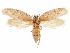  ( - CCDB-32976-G07)  @11 [ ] CreativeCommons - Attribution (2019) CBG Photography Group Centre for Biodiversity Genomics