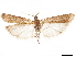  (Honorinus - CCDB-32976-H01)  @11 [ ] CreativeCommons - Attribution (2019) CBG Photography Group Centre for Biodiversity Genomics