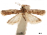  ( - CCDB-32976-H06)  @11 [ ] CreativeCommons - Attribution (2019) CBG Photography Group Centre for Biodiversity Genomics