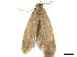  ( - CCDB-32977-C07)  @11 [ ] CreativeCommons - Attribution (2019) CBG Photography Group Centre for Biodiversity Genomics