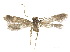  ( - CCDB-32977-C08)  @11 [ ] CreativeCommons - Attribution (2019) CBG Photography Group Centre for Biodiversity Genomics