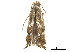  ( - CCDB-32977-D04)  @11 [ ] CreativeCommons - Attribution (2019) CBG Photography Group Centre for Biodiversity Genomics