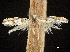  ( - CCDB-32977-D07)  @11 [ ] CreativeCommons - Attribution (2019) CBG Photography Group Centre for Biodiversity Genomics
