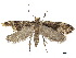  ( - CCDB-32977-D12)  @11 [ ] CreativeCommons - Attribution (2019) CBG Photography Group Centre for Biodiversity Genomics