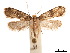  (Scardia approximatella - CCDB-32977-E01)  @11 [ ] CreativeCommons - Attribution (2019) CBG Photography Group Centre for Biodiversity Genomics