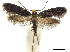  ( - CCDB-32977-F02)  @11 [ ] CreativeCommons - Attribution (2019) CBG Photography Group Centre for Biodiversity Genomics
