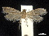  ( - CCDB-32977-F03)  @12 [ ] CreativeCommons - Attribution (2019) CBG Photography Group Centre for Biodiversity Genomics