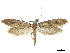  (Tinea grumella - CCDB-32977-F05)  @11 [ ] CreativeCommons - Attribution (2019) CBG Photography Group Centre for Biodiversity Genomics