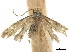  ( - CCDB-32977-F10)  @11 [ ] CreativeCommons - Attribution (2019) CBG Photography Group Centre for Biodiversity Genomics