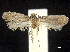  ( - CCDB-32977-F12)  @13 [ ] CreativeCommons - Attribution (2019) CBG Photography Group Centre for Biodiversity Genomics