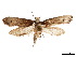  ( - CCDB-32977-G03)  @11 [ ] CreativeCommons - Attribution (2019) CBG Photography Group Centre for Biodiversity Genomics