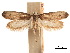 ( - CCDB-32977-G04)  @11 [ ] CreativeCommons - Attribution (2019) CBG Photography Group Centre for Biodiversity Genomics