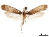  ( - CCDB-32977-G05)  @11 [ ] CreativeCommons - Attribution (2019) CBG Photography Group Centre for Biodiversity Genomics