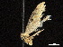  (Tinea straminiella - CCDB-32977-G09)  @11 [ ] CreativeCommons - Attribution (2019) CBG Photography Group Centre for Biodiversity Genomics
