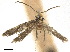  (Tinea thoracestrigella - CCDB-32977-G10)  @11 [ ] CreativeCommons - Attribution (2019) CBG Photography Group Centre for Biodiversity Genomics