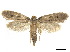  ( - CCDB-32977-G11)  @13 [ ] CreativeCommons - Attribution (2019) CBG Photography Group Centre for Biodiversity Genomics