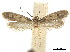  ( - CCDB-32977-H01)  @11 [ ] CreativeCommons - Attribution (2019) CBG Photography Group Centre for Biodiversity Genomics