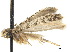  (Protodarcia - CCDB-32977-H08)  @11 [ ] CreativeCommons - Attribution (2019) CBG Photography Group Centre for Biodiversity Genomics