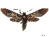  (Macrocneme coerulescens - CCDB-32978-A11)  @11 [ ] CreativeCommons - Attribution (2018) CBG Photography Group Centre for Biodiversity Genomics