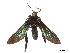  ( - CCDB-32978-A12)  @11 [ ] CreativeCommons - Attribution (2018) CBG Photography Group Centre for Biodiversity Genomics