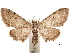  ( - CCDB-32978-B03)  @11 [ ] CreativeCommons - Attribution (2018) CBG Photography Group Centre for Biodiversity Genomics