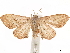  ( - CCDB-32978-B04)  @11 [ ] CreativeCommons - Attribution (2018) CBG Photography Group Centre for Biodiversity Genomics