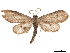  ( - CCDB-32978-B06)  @11 [ ] CreativeCommons - Attribution (2018) CBG Photography Group Centre for Biodiversity Genomics