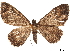  ( - CCDB-32978-B09)  @11 [ ] CreativeCommons - Attribution (2018) CBG Photography Group Centre for Biodiversity Genomics