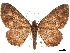  ( - CCDB-32978-B11)  @11 [ ] CreativeCommons - Attribution (2018) CBG Photography Group Centre for Biodiversity Genomics