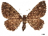  ( - CCDB-32978-C01)  @11 [ ] CreativeCommons - Attribution (2018) CBG Photography Group Centre for Biodiversity Genomics