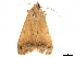  (Ophiusa tettensis - CCDB-32978-C07)  @11 [ ] CreativeCommons - Attribution (2019) CBG Photography Group Centre for Biodiversity Genomics