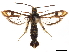  (Chamaesphecia hungarica - CCDB-32978-D01)  @15 [ ] CreativeCommons - Attribution (2019) CBG Photography Group Centre for Biodiversity Genomics