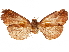  ( - CCDB-32978-D04)  @11 [ ] CreativeCommons - Attribution (2019) CBG Photography Group Centre for Biodiversity Genomics