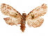  ( - CCDB-32978-D05)  @11 [ ] CreativeCommons - Attribution (2019) CBG Photography Group Centre for Biodiversity Genomics