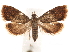  ( - CCDB-32978-D06)  @11 [ ] CreativeCommons - Attribution (2019) CBG Photography Group Centre for Biodiversity Genomics