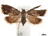  ( - CCDB-32978-D07)  @11 [ ] CreativeCommons - Attribution (2019) CBG Photography Group Centre for Biodiversity Genomics