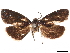  ( - CCDB-32978-D09)  @11 [ ] CreativeCommons - Attribution (2019) CBG Photography Group Centre for Biodiversity Genomics