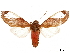  ( - CCDB-32978-F06)  @11 [ ] CreativeCommons - Attribution (2019) CBG Photography Group Centre for Biodiversity Genomics