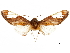  ( - CCDB-32978-F08)  @11 [ ] CreativeCommons - Attribution (2019) CBG Photography Group Centre for Biodiversity Genomics