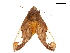  ( - CCDB-32978-F09)  @11 [ ] CreativeCommons - Attribution (2019) CBG Photography Group Centre for Biodiversity Genomics