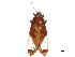  ( - CCDB-32978-G01)  @11 [ ] CreativeCommons - Attribution (2019) CBG Photography Group Centre for Biodiversity Genomics