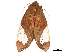  ( - CCDB-32978-G02)  @11 [ ] CreativeCommons - Attribution (2019) CBG Photography Group Centre for Biodiversity Genomics