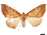  (Bassania schreiteria - CCDB-32978-G10)  @11 [ ] CreativeCommons - Attribution (2019) CBG Photography Group Centre for Biodiversity Genomics