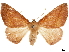  ( - CCDB-32978-G11)  @11 [ ] CreativeCommons - Attribution (2019) CBG Photography Group Centre for Biodiversity Genomics