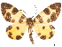  ( - CCDB-32978-H04)  @11 [ ] CreativeCommons - Attribution (2019) CBG Photography Group Centre for Biodiversity Genomics