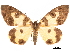  ( - CCDB-32978-H05)  @11 [ ] CreativeCommons - Attribution (2019) CBG Photography Group Centre for Biodiversity Genomics