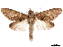  ( - CCDB-33185-A02)  @11 [ ] CreativeCommons - Attribution (2019) CBG Photography Group Centre for Biodiversity Genomics