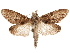  ( - CCDB-33185-A03)  @11 [ ] CreativeCommons - Attribution (2019) CBG Photography Group Centre for Biodiversity Genomics